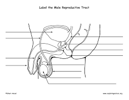 We did not find results for: Reproductive System Male