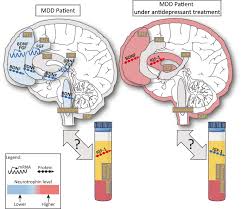 Check spelling or type a new query. Neurotrophic Factors And Neuroplasticity Pathways In The Pathophysiology And Treatment Of Depression Springerlink