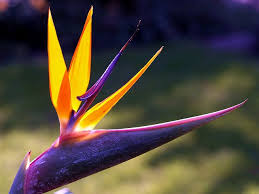 Strelitzia Bird Of Paradise Plant Varieties This Strelitzia Plant Is Known As Bird Of Paradise Flower By Bienenwabe Via Flickr With Images Birds Of Paradise Flower Paradise Flowers Birds Of Paradise