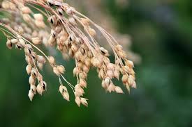Image result for Panicum miliaceum