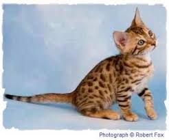 Colors and patterns of coat, mutations, breeding, alleles, chromosomes in cats and more from foothill felines bengals! Eriador Cats