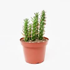 Image result for Austrocylindropuntia