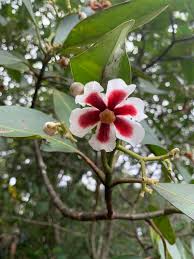 Image result for Clusiaceae