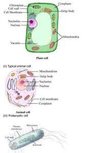 Cells are the basic building blocks of all living things. Cbse Class 9 Biology The Fundamental Unit Of Life Notes Concepts For Biology Revision Notes
