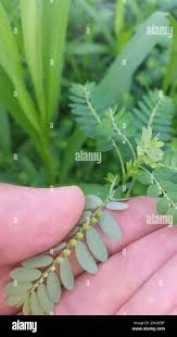 Image result for Phyllanthus fraternus