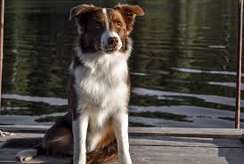 They are a mix of border collie bernese mountain dog and collie. The Bernese Mountain Dog Border Collie Mix The Beautiful Bordernese