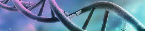 Onion root tip mitosis lab answer key the onion epidermis details: Answer Key Onion Root Tip Lab