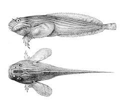 Image result for Liparis mulindana