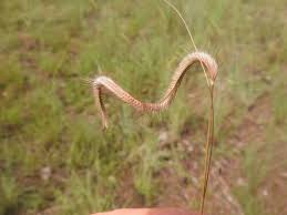 Image result for Ctenium