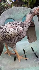 Ptpa fvo ig sto domingo