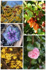 Published by flowersimg on march 13, 2019. Winter Flowering Plants For Cold Weather Color The Gardening Cook