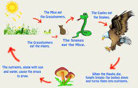 The Food Chain C S W D