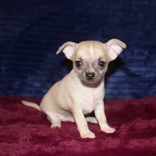 1 last remaining kc chihuahua boy, licensed breeder. Apple Head Chihuahua For Sale Usa Uk Canada Australia