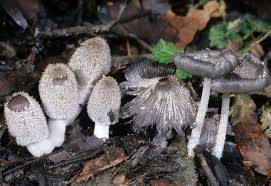 Image result for Coprinus lagopus