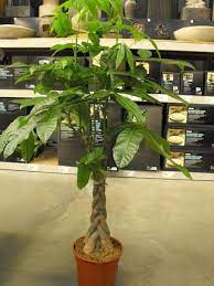 Of course, the true reward is zen. Mexican Fortune Tree Braided Money Tree Pachira Aquatica