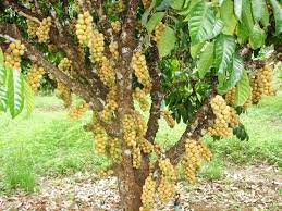 Yellow, white, purple and classic cheery red hues. Pin On Exotic Fruit