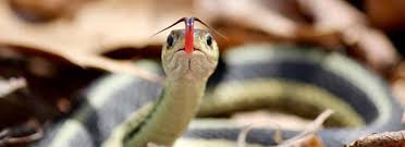 Rats, mice, moles, other small mammals and bird's eggs. How To Get Rid Of Garter Snakes