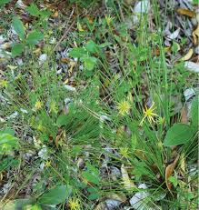 Image result for Ascolepis capensis