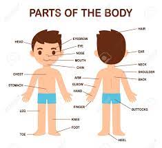 Parts of the body chartthis human body poster is a great way to introduce young children to the basic parts of their bodies. My Body Human Body Parts Diagram On Cute Cartoon Boy Educational Royalty Free Cliparts Vectors And Stock Illustration Image 142792939