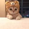 Cats with grey or tawny (a light brown to brownish orange color) streaks, patterns, or patchy i have a small cat named roe and she is super fluffy and creamy colored what type is she someone tell me. 1