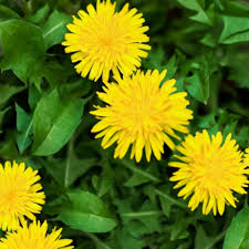 Check spelling or type a new query. Dandelion Greens Plant Care Growing Guide