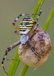 Mummy Spider And Egg Sac Spider Bugs And Insects Arachnids Spiders