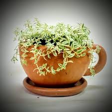 When you purchase agriculture garden & landscaping online from industrybuying, make sure you use the coupon codes to fetch an attractive deal on your purchase. Best Plant Nursery Online Garden Store Plants Home Delivery