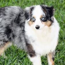 Our miniature australian shepherds came to us thru a friend and. Miown Miniature Australian Shepherd Puppies Home Facebook