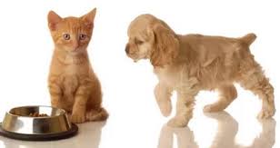 Kedi Ve Kopekler Ne Kadar Ac Ve Susuz Kalabilirler