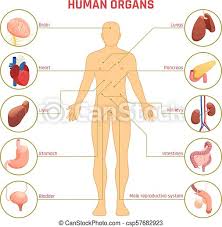 Free shipping on qualified orders. Human Organs Infographics Isometric Diagram Infographics With Man Silhouette Human Organs Their Names And Location On White Canstock