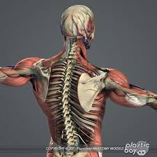 Male Female Anatomy Body 3d Max Female Anatomy Anatomy Human Anatomy Model