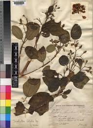 Image result for Dichaetanthera