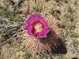 Only yesterday i added a beautiful fishhook barrel cactus (ferocactus hamatacanthus ssp. Plants Desert Biome Death Valley