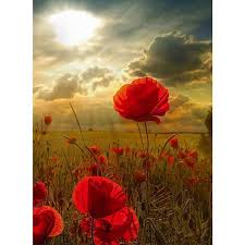 Check spelling or type a new query. Full 5d Diy Diamond Painting Cross Stitch Red Poppy Flowers Embroidery Mosaic Rhinestone Home Docor Buy From 5 On Joom E Commerce Platform