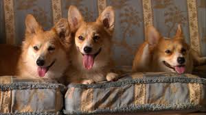 Pembroke welsh corgi club of the potomac. Corgi Puppies On Tumblr