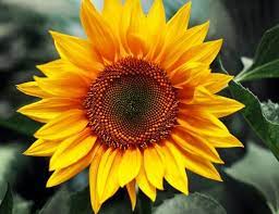 Pin By Read National On National Stuff Sunflower Pictures Sunflower Painting Sunflower