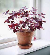 Entrance to the house has a ramp. Shamrock Plant Purple Striking Houseplants Oxalis Butterfly Etsy Butterfly Plants Shamrock Plant House Plants