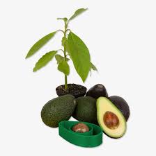 Avoseedo is a small plastic bowl that features an indentation with a hole in it. Avoseedo A Handy Tool To Make Growing Avocado Trees Avocado Plant Png Transparent Png 750x750 Free Download On Nicepng