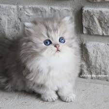 See a list of seven places to get free kittens, and learn about the hidden price tag. Silver Doll Face Persian Kittens For Sale In Missouri Christypaw Persians