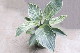 Image result for Filodendron Philodendron