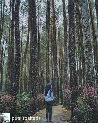 Omg Spot Hutan Instagenic Yang Bikin Travelers Terpukau Hutan Pinus Imogiri Yogyakarta Hutan Indonesia Yogyakarta