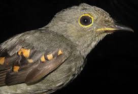 Baby Bird Identifier By Picture Pin On Birds Tityras Mourners Allies