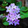 In the early 1900s, several bills were introduced to name a state flower of massachusetts. Https Encrypted Tbn0 Gstatic Com Images Q Tbn And9gcr4pztldka5w0wvzyppiq5juzvccepq0uu0ndzp0dmwq32zzc7w Usqp Cau