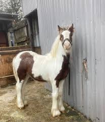Image result for Medium Buckskin 1989 Colt