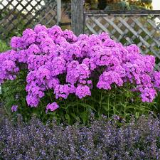 We've had this tall phlox for over 20 years. Phlox Fashionably Early Flamingo Pp29911 Walters Gardens Inc
