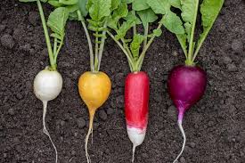 How to Plant and Grow Radishes | Gardener's Path