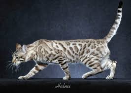 Discover our bengal kittens & cats that are currently for sale. Breeder Directory Bengal Breed