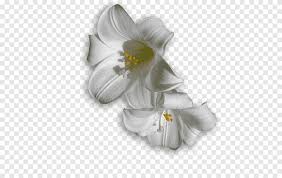 The most beautiful, uplifting ad for a funeral home you will ever see. Pat Cook Funeral Services Funeral Home Death Cremation Lilie White Service Png Pngegg