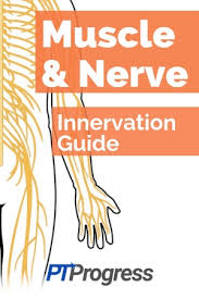 Muscle And Nerve Guide The Ultimate Muscle Innervation Chart