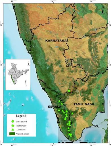 Extended distribution of Litsea keralana Kosterm. (Lauraceae) – an endemic  and threatened species of the Western Ghats - Babu - 2022 - Feddes  Repertorium - Wiley Online Library